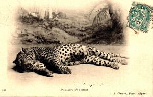 ALGERIE - LA PANTHERE (3)